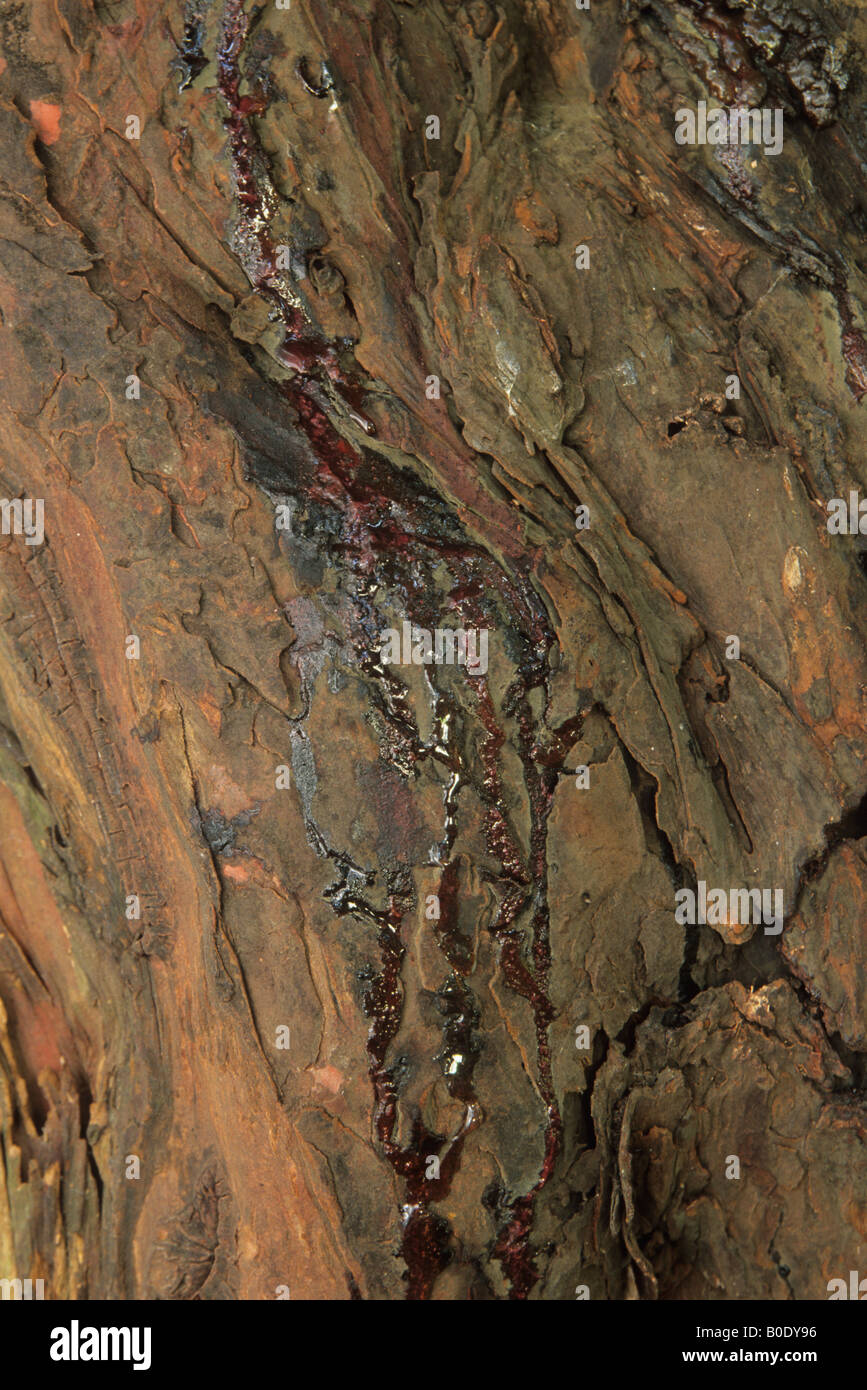 Detail of the bleeding yew tree of Nevern out of which oozes a blood