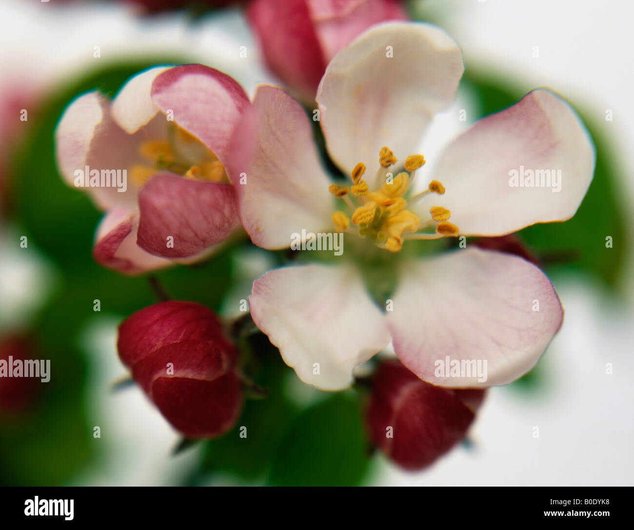 Detail of apple blossom Stock Photo