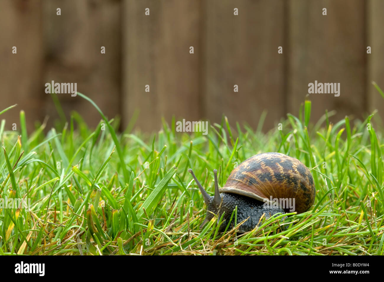A garden snail as it moves across the lawn Stock Photo