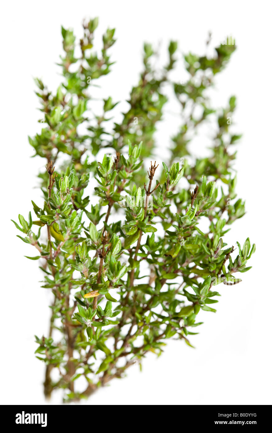 Thyme (Thymus vulgaris Stock Photo Alamy