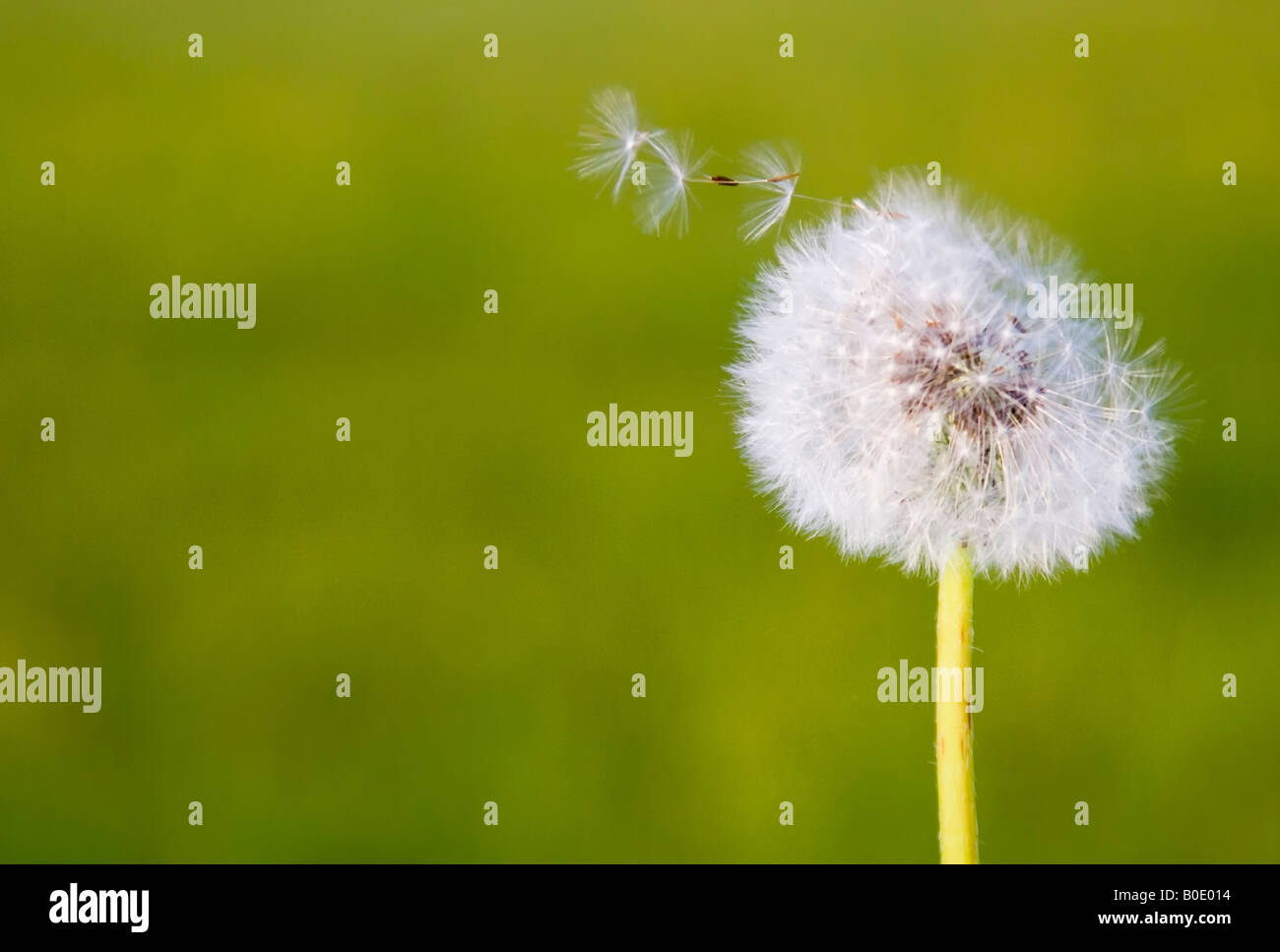 A Dandelion blowing its seed in the wind Stock Photo Alamy