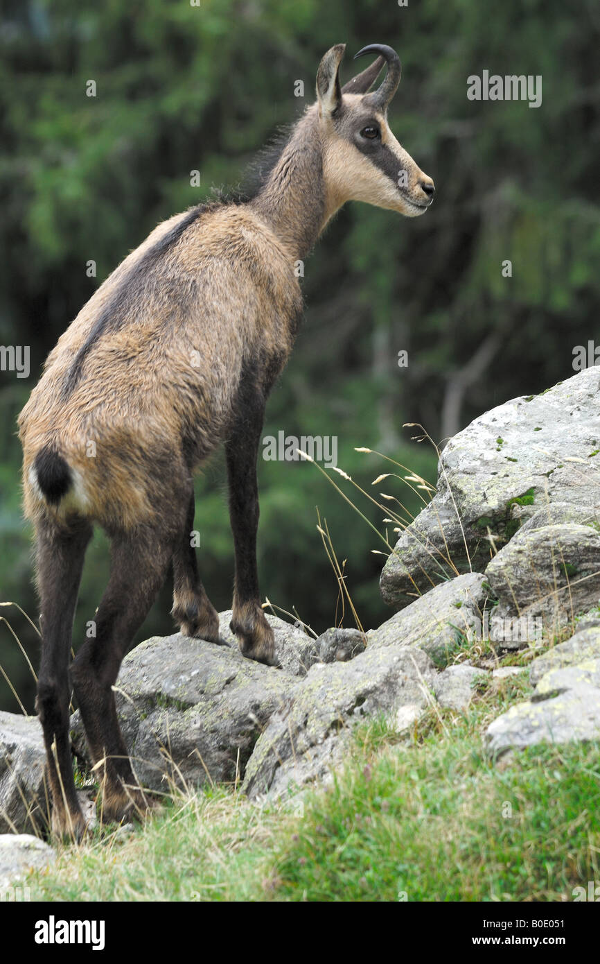 chamois mammals mountain park camoscio Rupicapra rupicapra mammiferi montagna paesaggio Valnoney Cogne Parco Nazionale Gran Para Stock Photo
