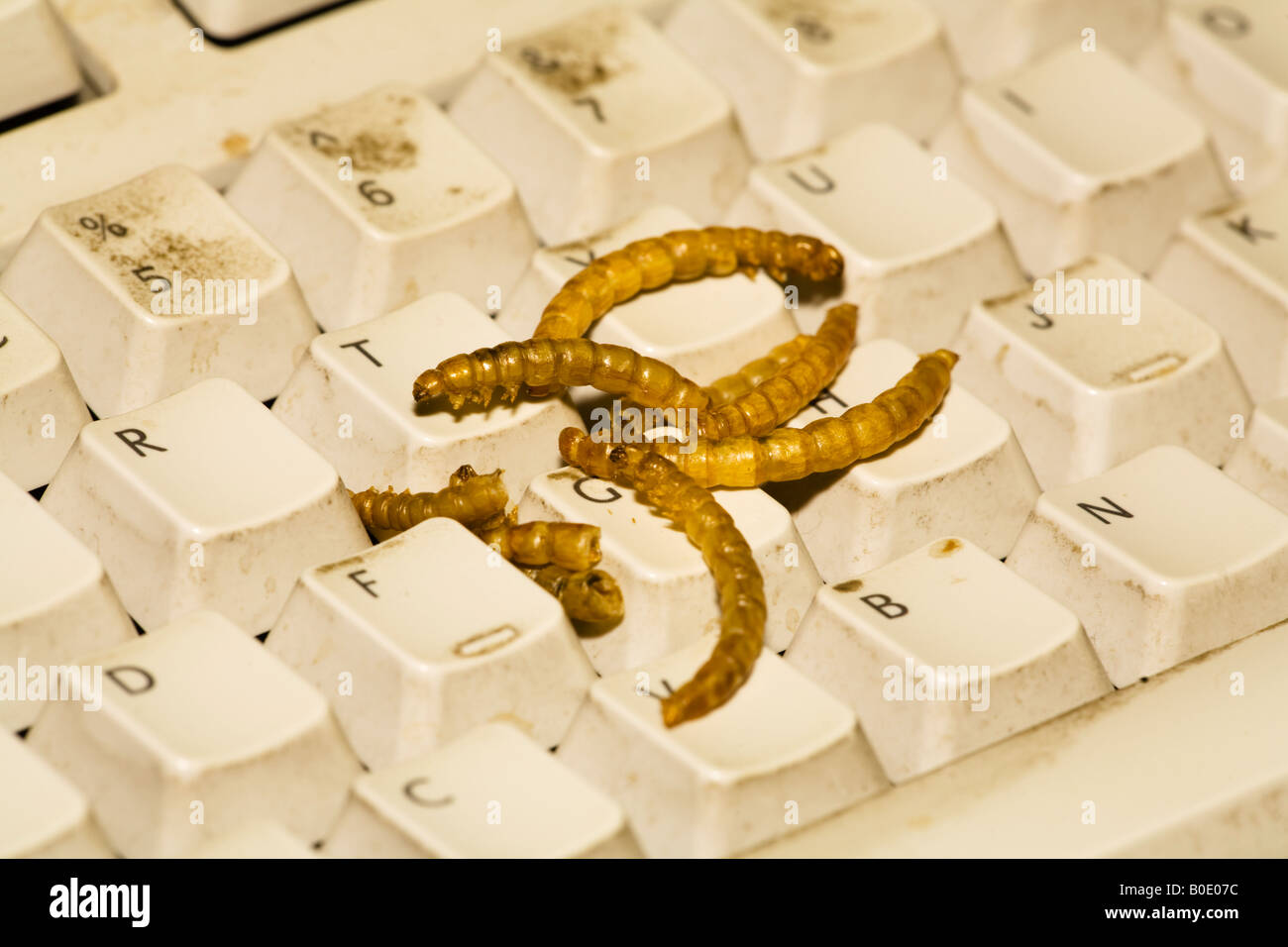 Dirty computer keyboard with meal worms Stock Photo