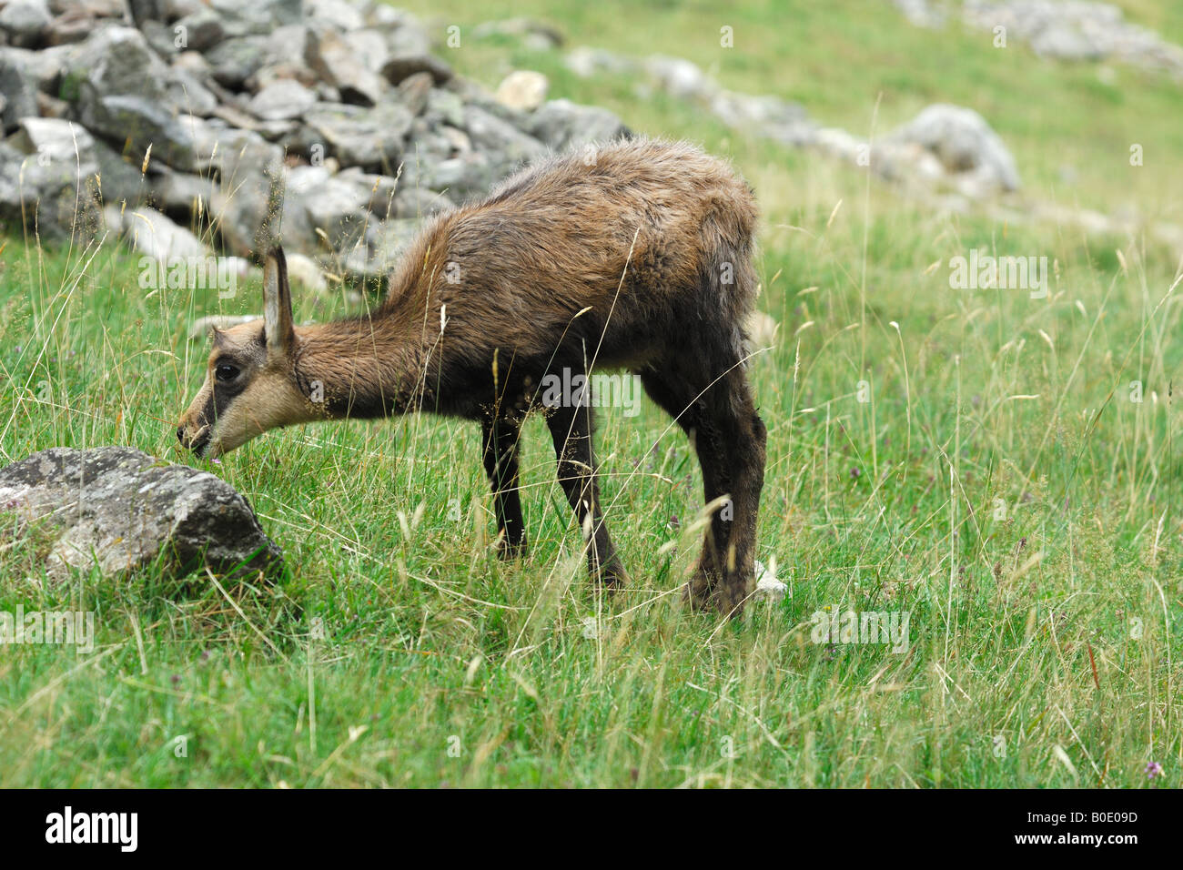 chamois mammals young mountain park winter camoscio giovane Rupicapra rupicapra mammiferi montagna Valnoney Stock Photo