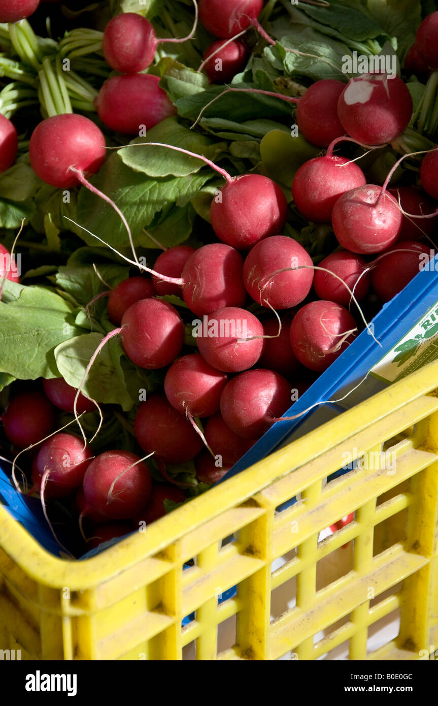red radishes for sale in market crates, Valencia, Spain Stock Photo