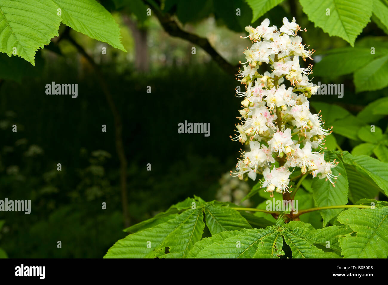 Horse chestnut tree flower uk hi-res stock photography and images - Alamy