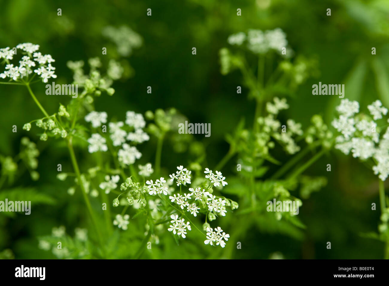 British wild flower, UK Stock Photo Alamy