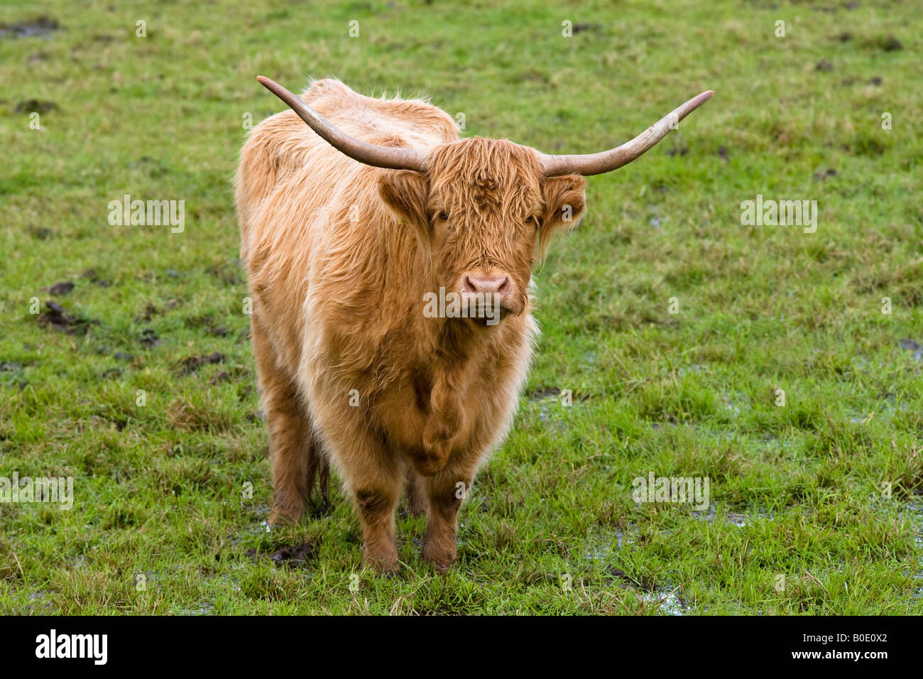Portrait of a highland cow in a scottish field Stock Photo - Alamy