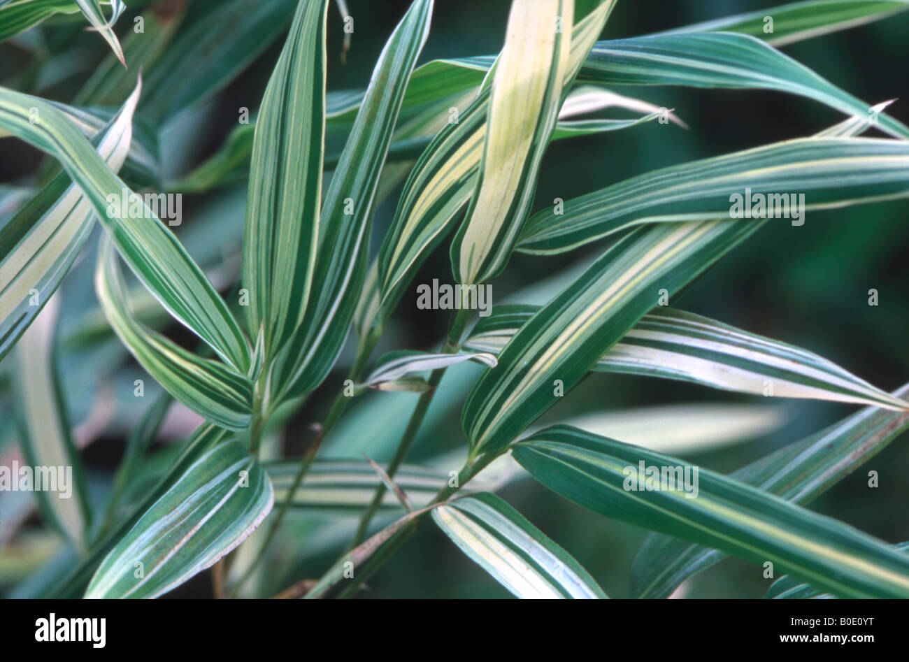 Bamboo leaves, Pleioblastus. Stock Photo