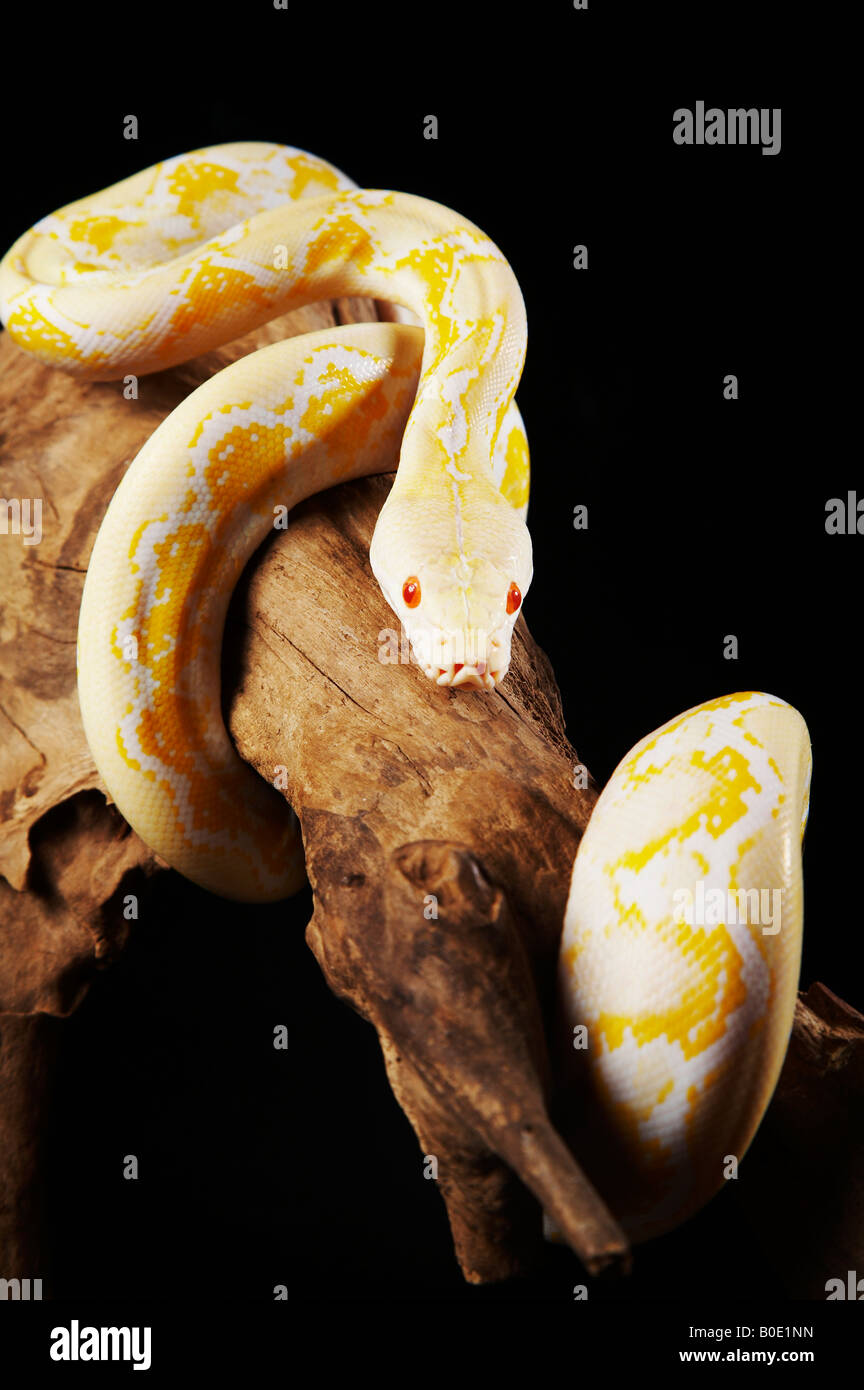 Albino tree snake hi-res stock photography and images - Alamy