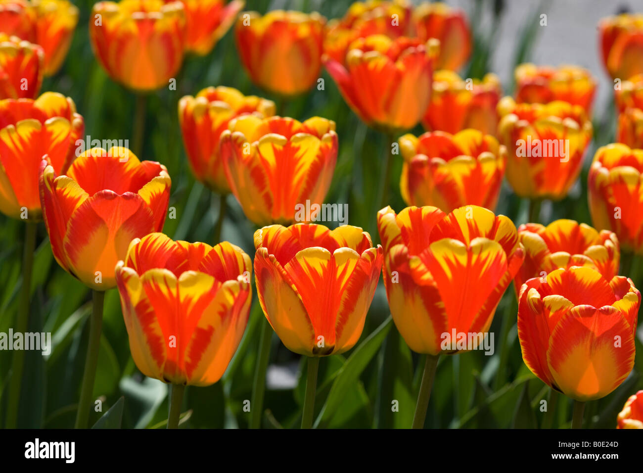 'Banja Luka' Darwin Hybrid Tulip, Darwinhybridtulpan (Tulipa hybrid) Stock Photo