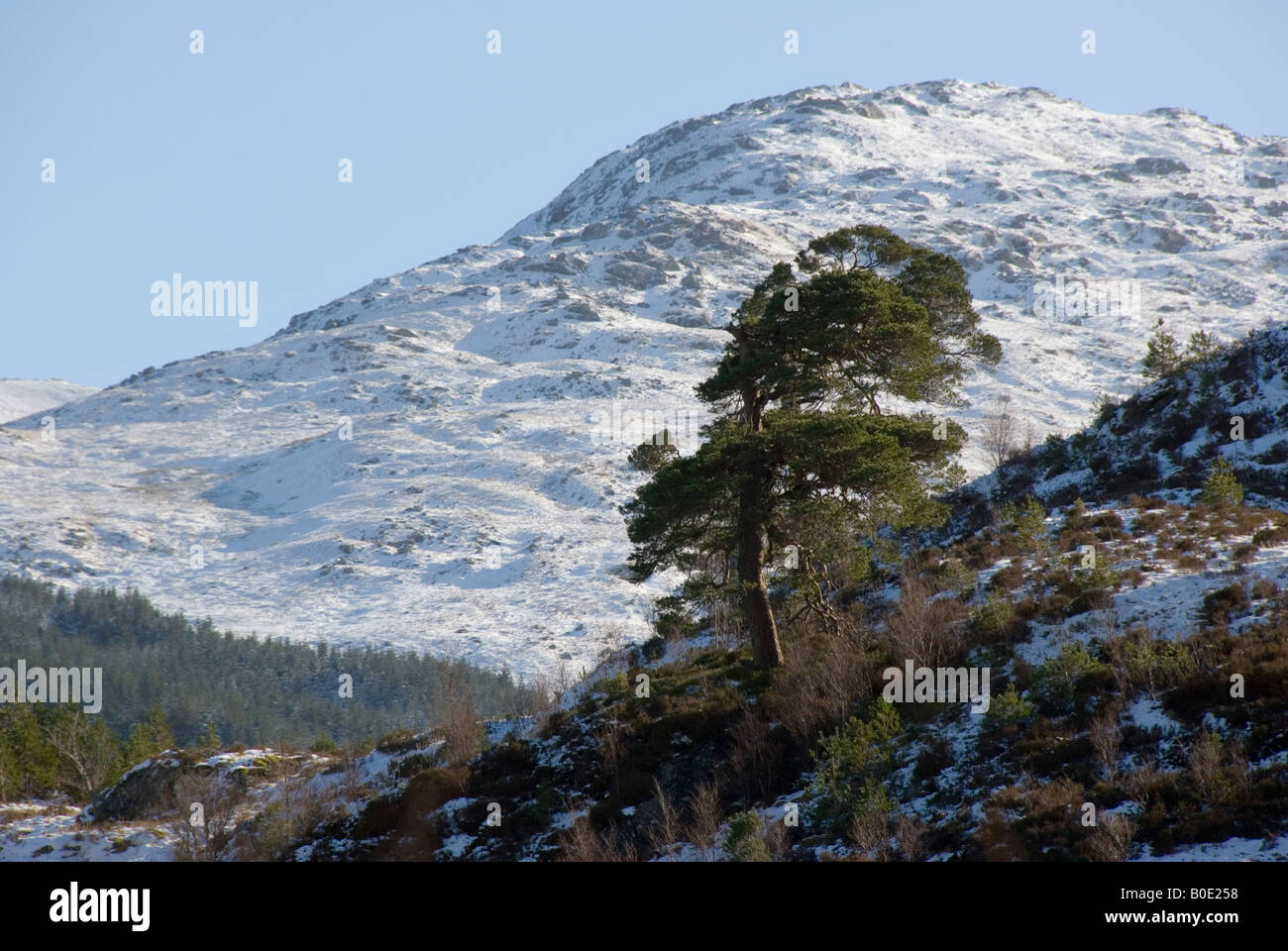 A Caledonian Pine Tree in Glen Falloch with a snow covered Ben More in the background Stock Photo