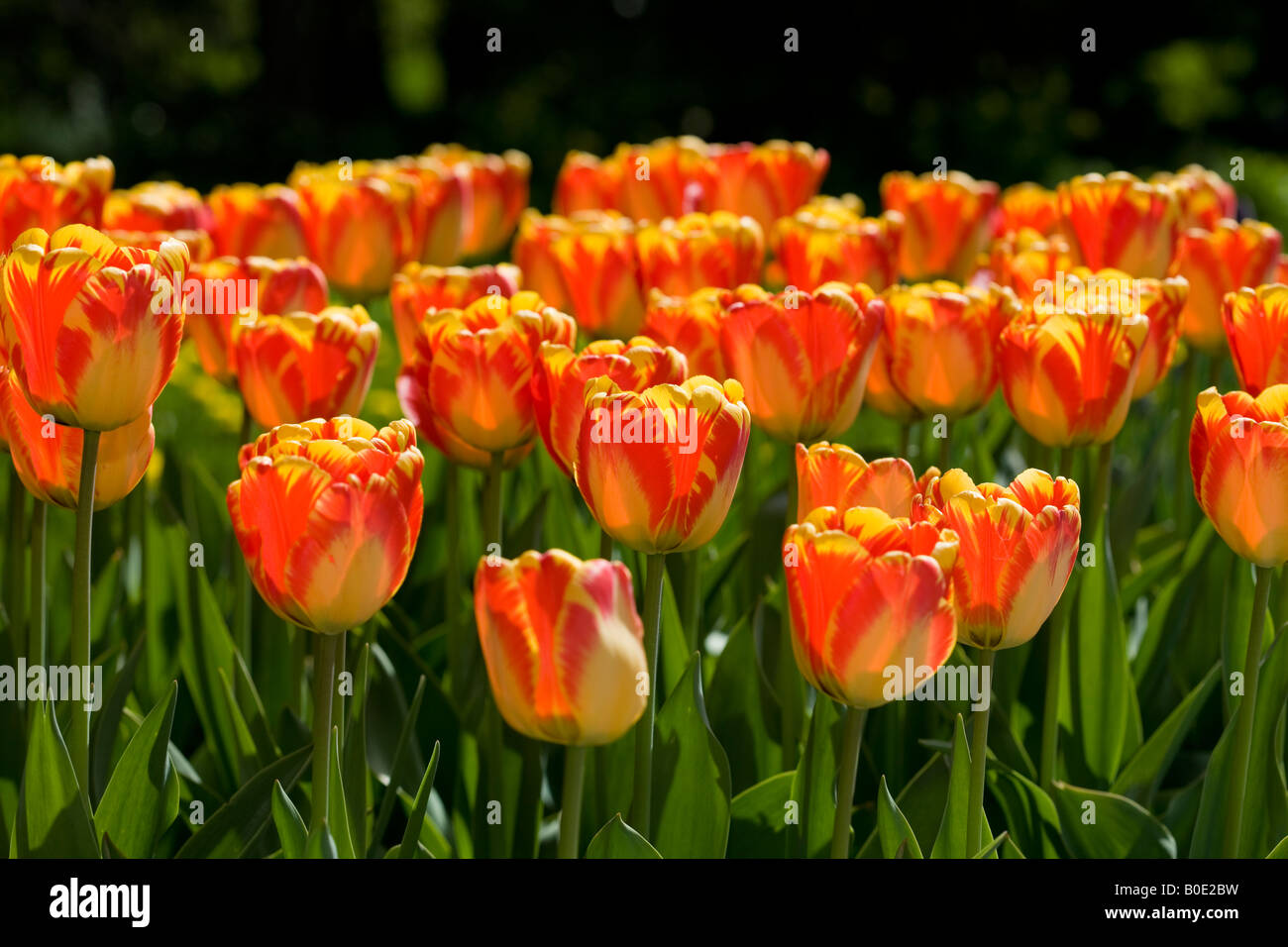 'Banja Luka' Darwin Hybrid Tulip, Darwinhybridtulpan (Tulipa hybrid) Stock Photo