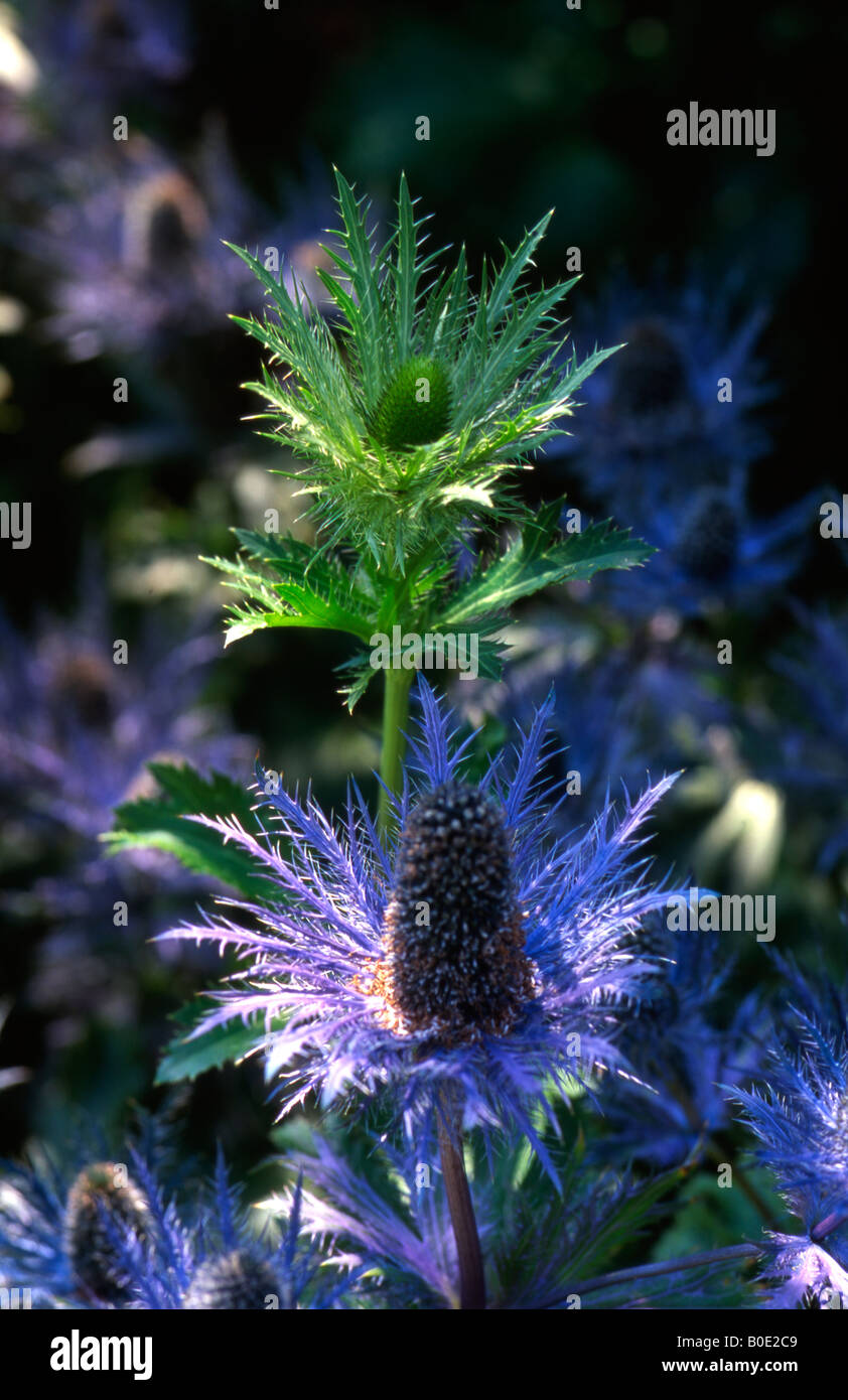 Eryngium alpinum, Sea Holly Stock Photo Alamy