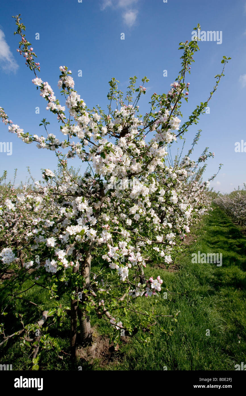 Blooming apple tree in an orchard Stock Photo