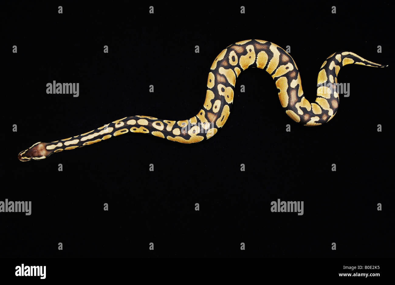 Top view of Royal Python Stock Photo - Alamy