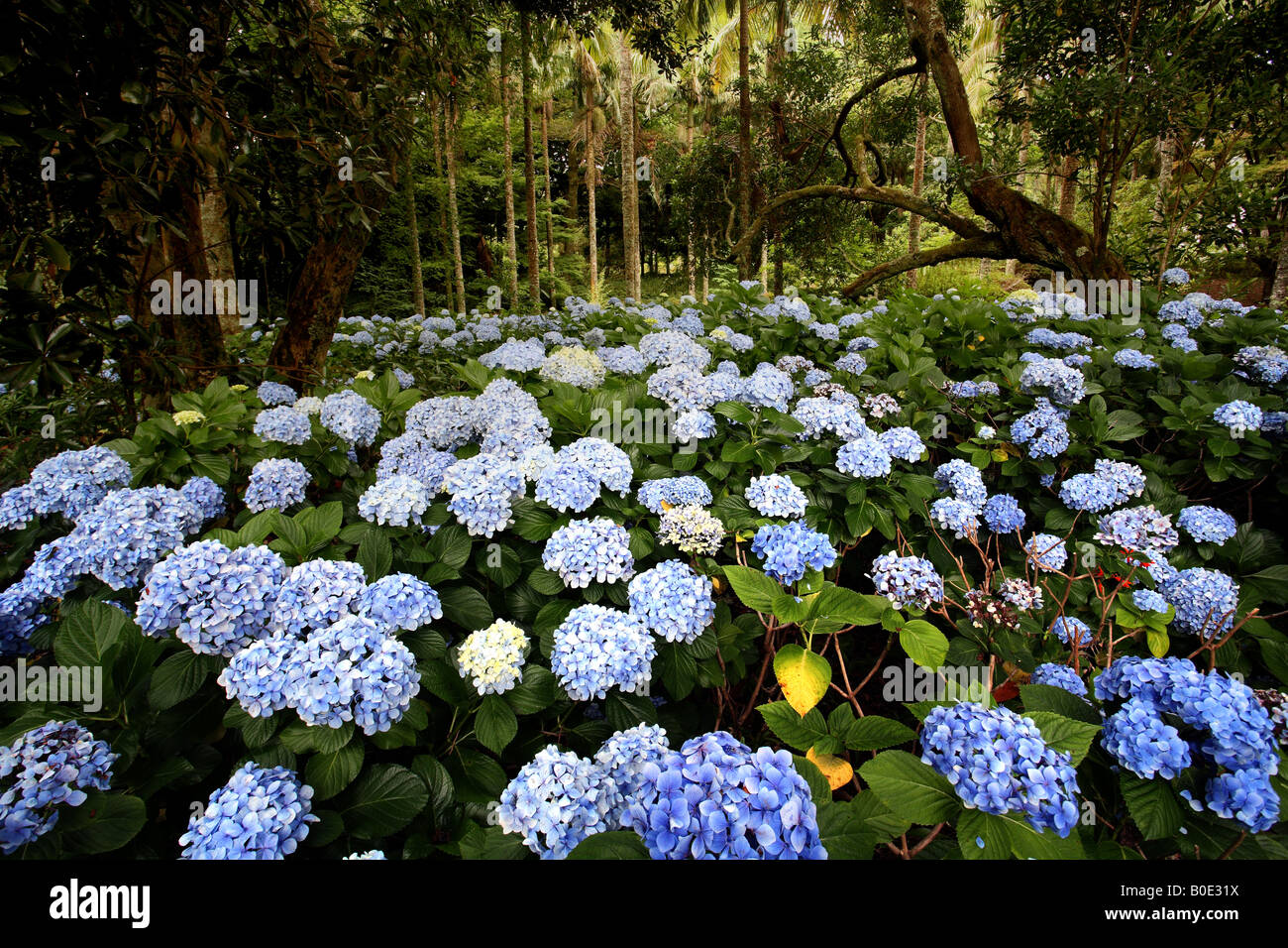 Spring flower field in bloom Stock Photo - Alamy