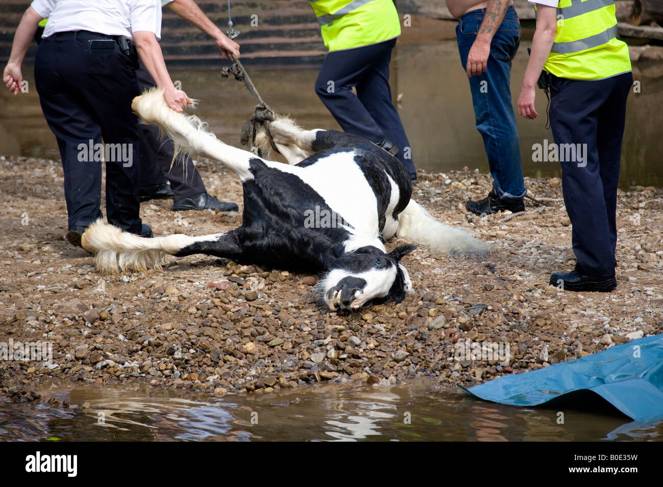 Horse Drowning Appleby Fair 2007 20 Stock Photo Alamy
