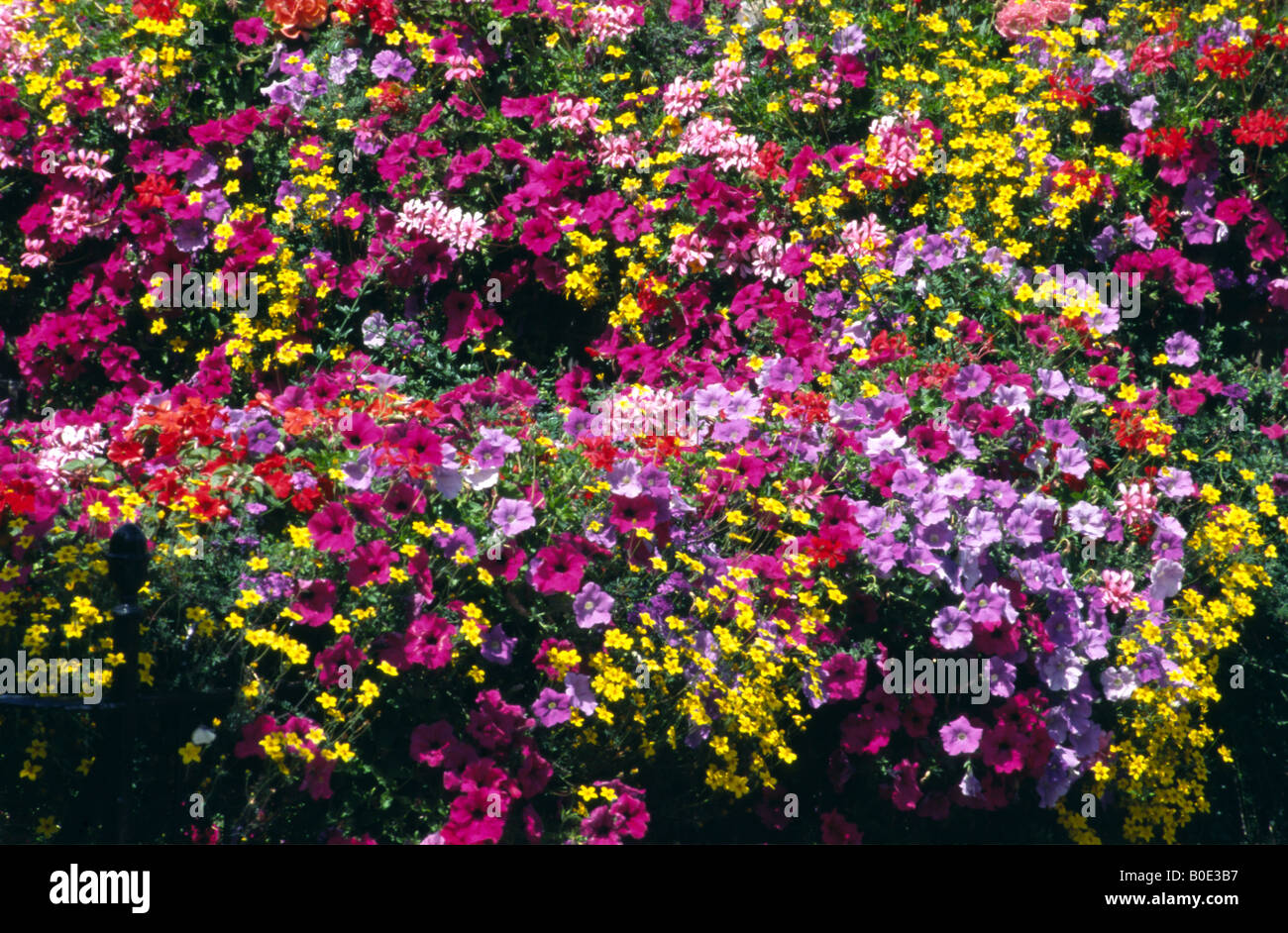 Colourful display of summer flowers Stock Photo