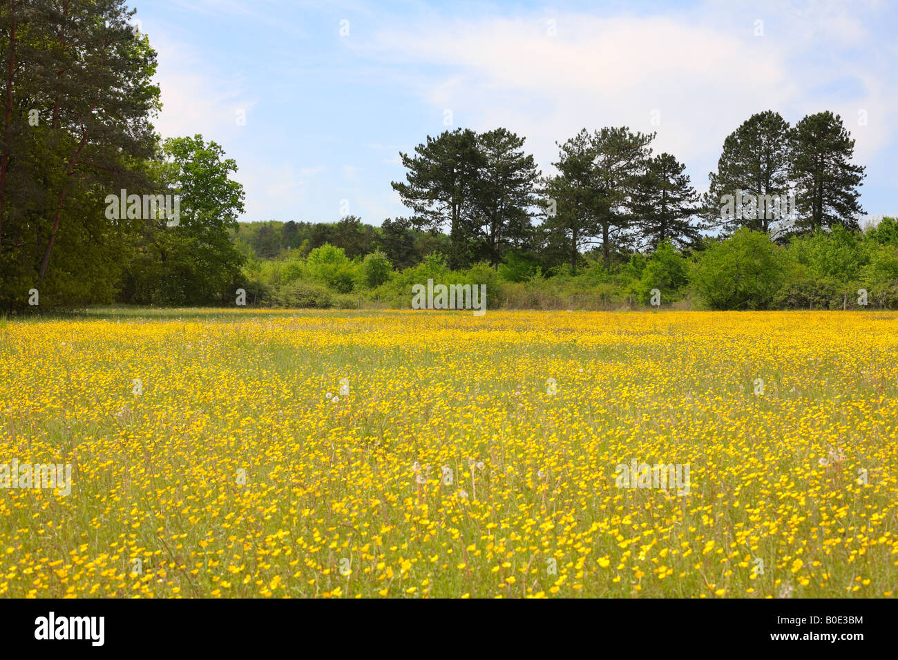 Field of Buttercups in Burgundy, France Stock Photo