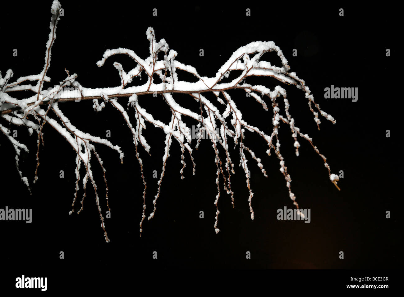 Night shot of an isolated  snow covered tree branch Stock Photo