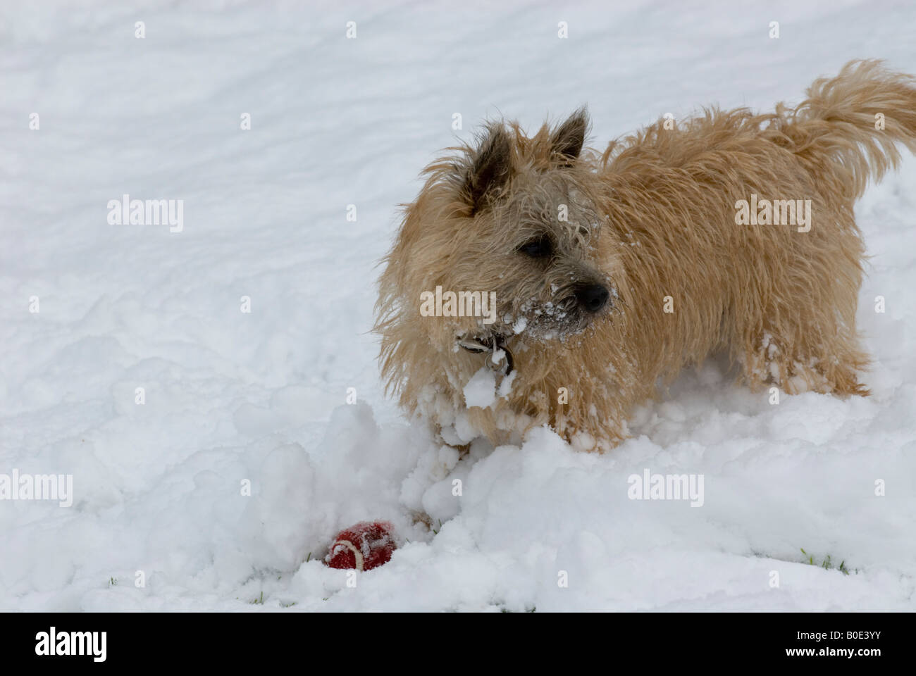 Young Wheaten Cairn terrier in deep snow with red tennis ball Stock Photo