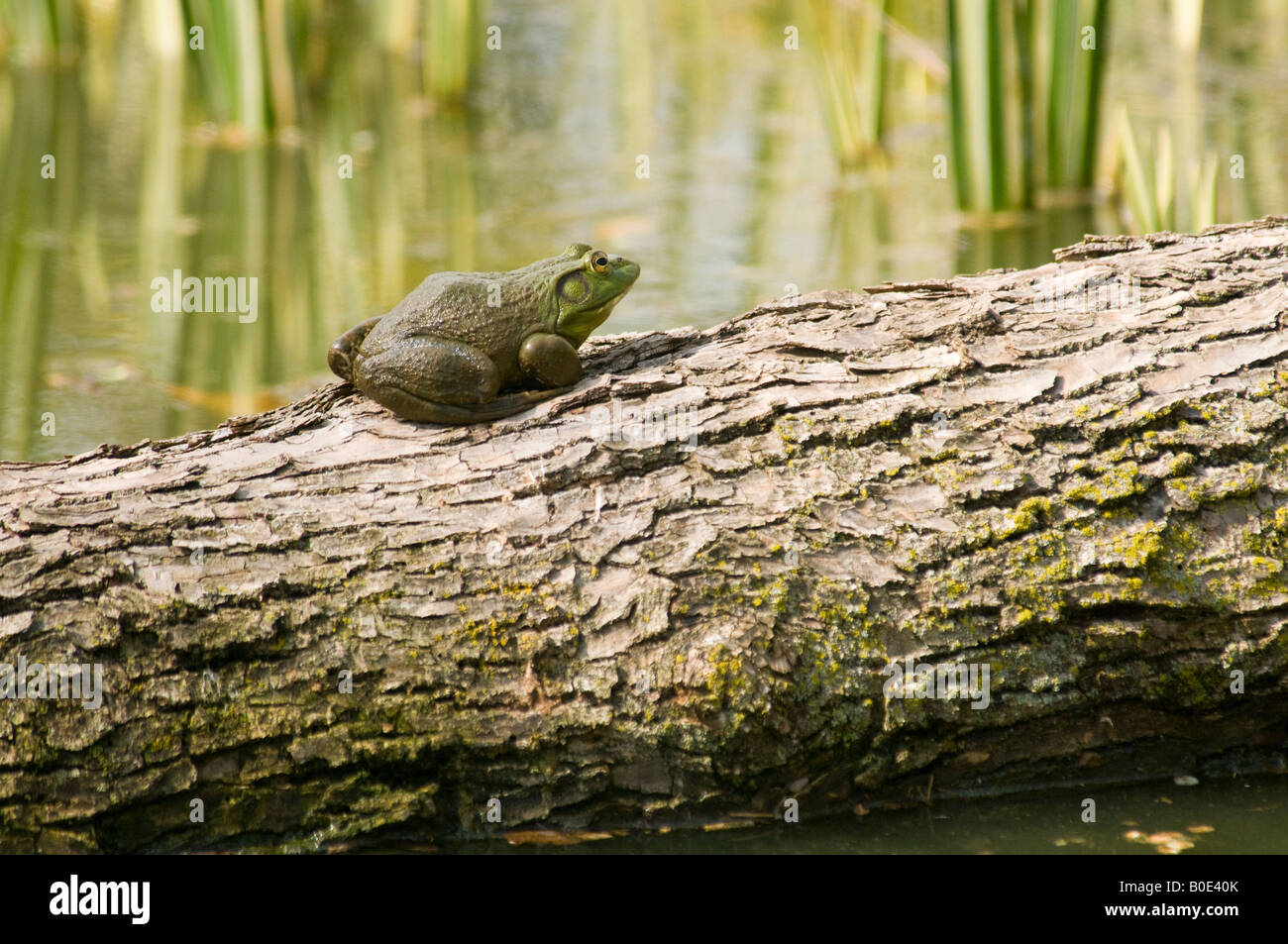 American bullfrog on log Stock Photo