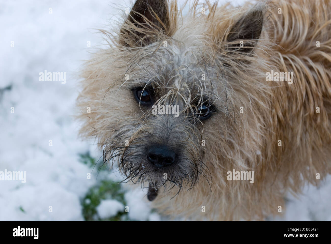 Young Wheaten Cairn terrier in snow close up Stock Photo