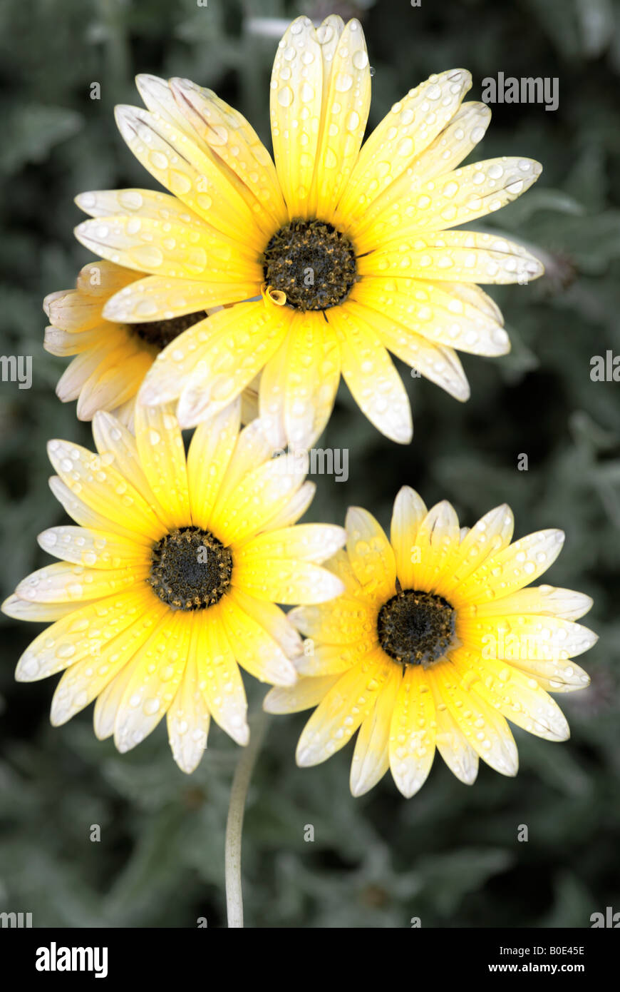Silver arctotis Daisy Flower Stock Photo