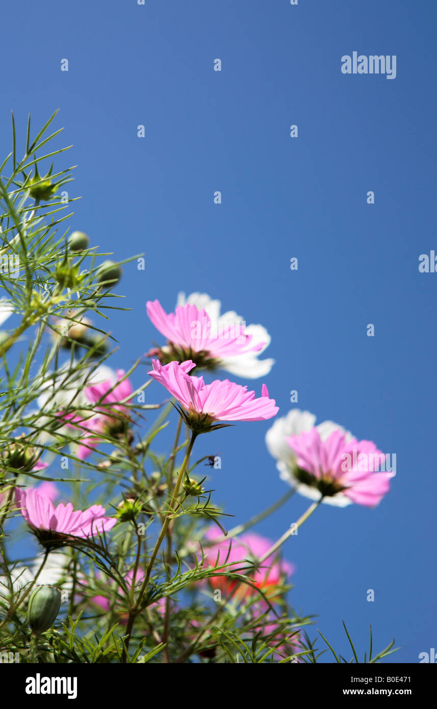 Cosmos flowers blue sky hi-res stock photography and images - Alamy