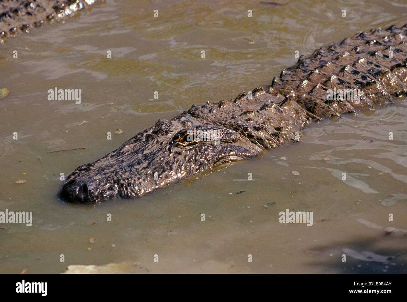 Gator glam hi-res stock photography and images - Alamy