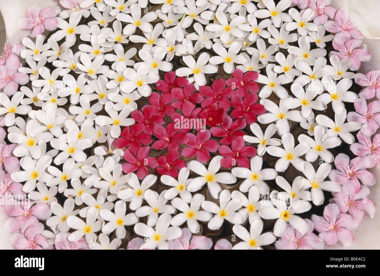 Flower arrangements india hi-res stock photography and images - Alamy