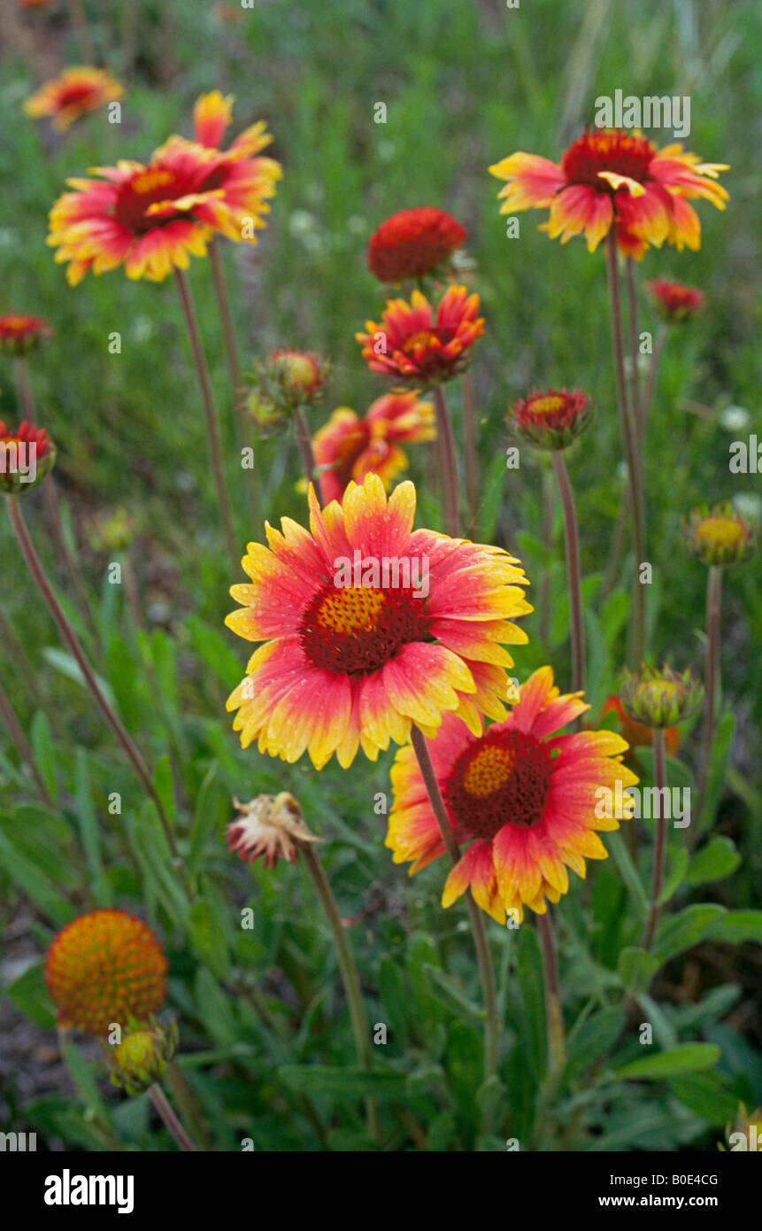 Detail of Indian Blanket or firewheel wildflowers growing in spring in the Oklahoma Panhandle Stock Photo