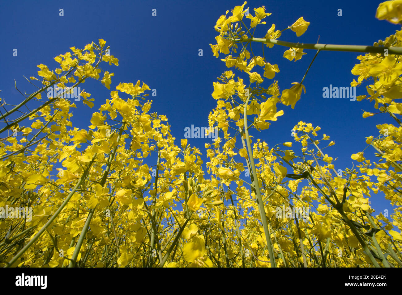 Yellow blooming rape of a rape field Stock Photo