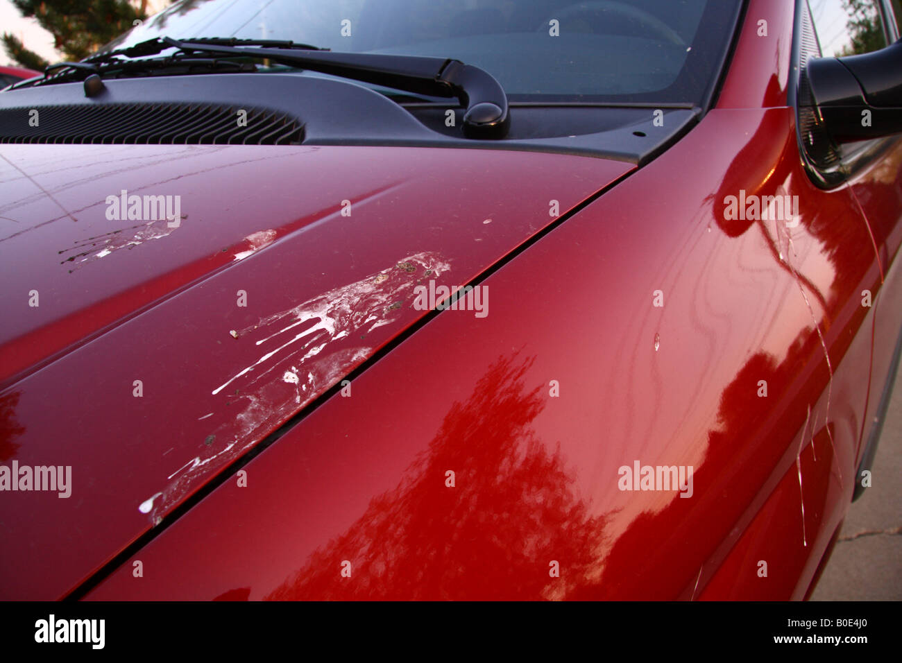 Bird Poop on Car Paint Stock Photo Alamy