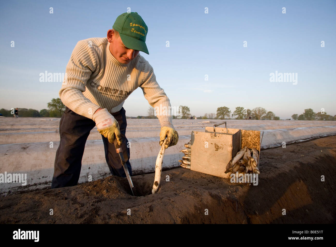 Seasonal Workers Stock Photos & Seasonal Workers Stock Images Alamy