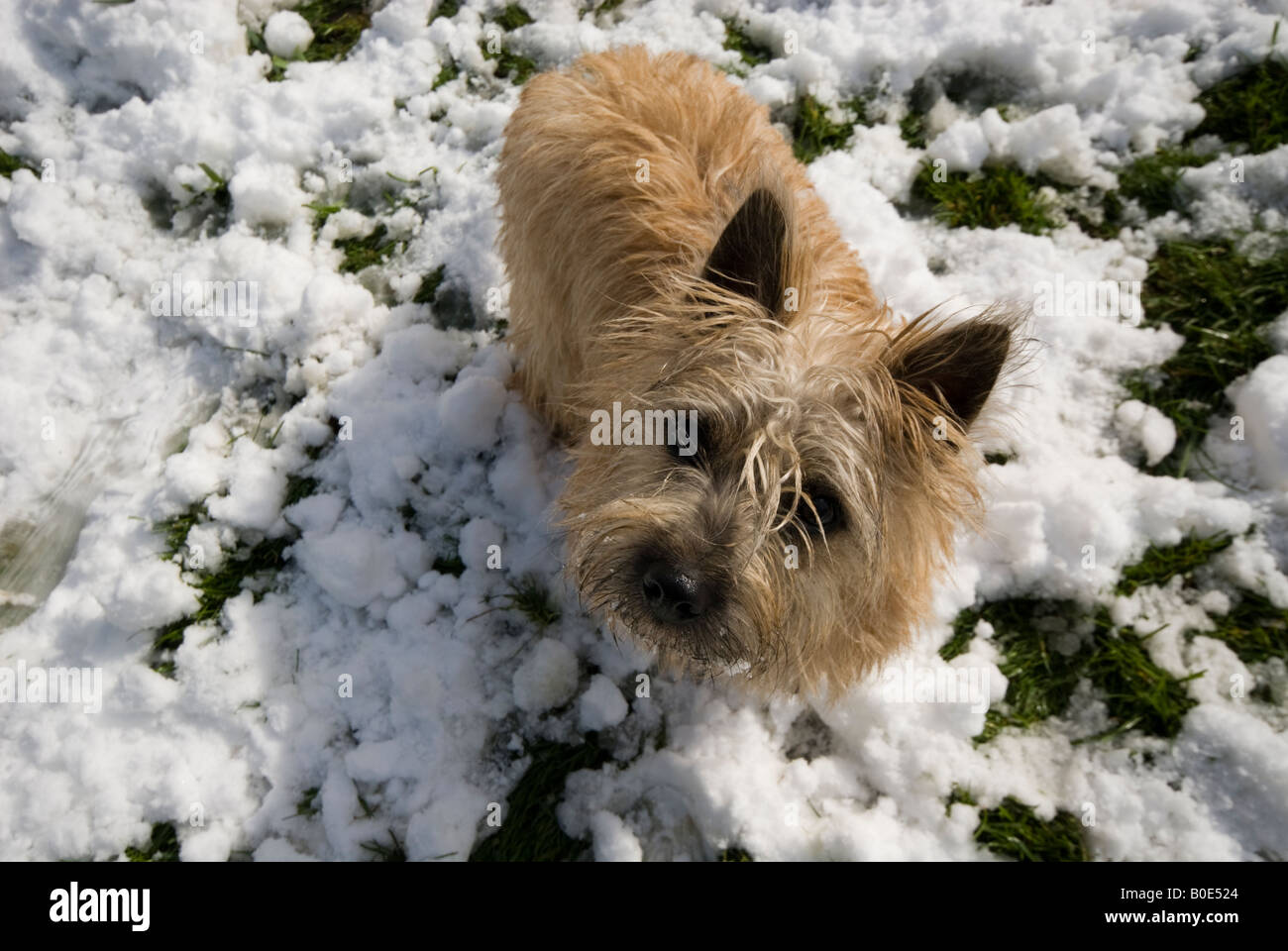 Young Wheaten Cairn terrier in snow top shot Stock Photo