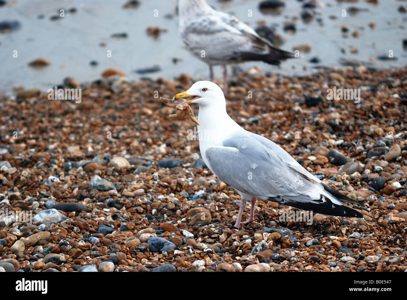Seagull with Starfish to eat Stock Photo - Alamy