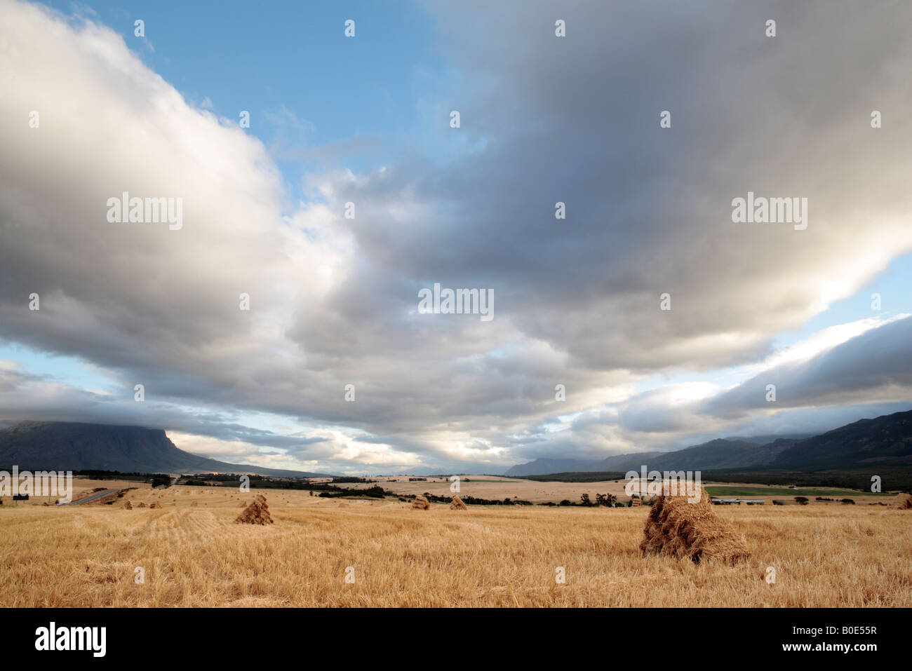 Bails of Hay, South Africa Stock Photo Alamy
