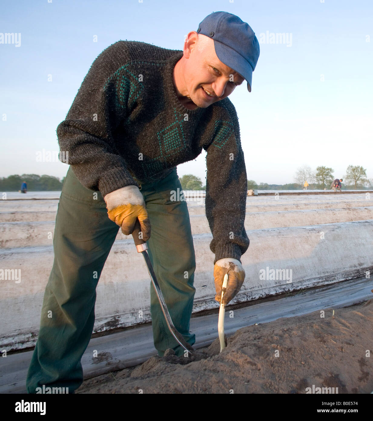 Polish seasonal workers harvesting asparagus hires stock photography