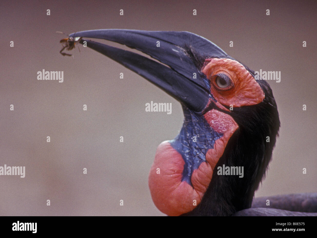 Leadbeaters Ground Hornbill (Bucorvus leadbeateri) With insect in beak