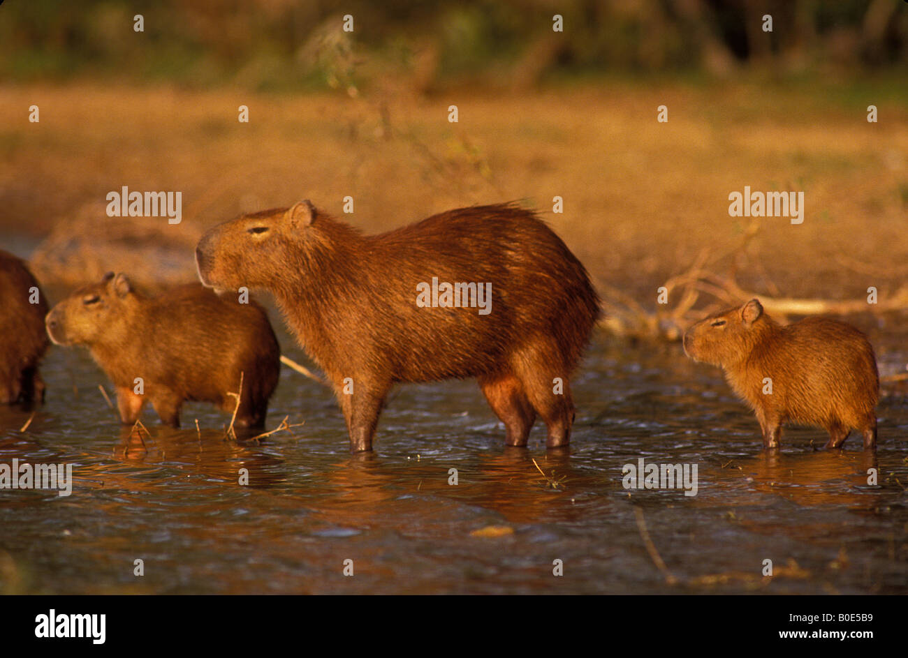 Capybara (Hydrochaeris hydrochaeris) - Venezuela - Mother and young - World's largest rodent Stock Photo