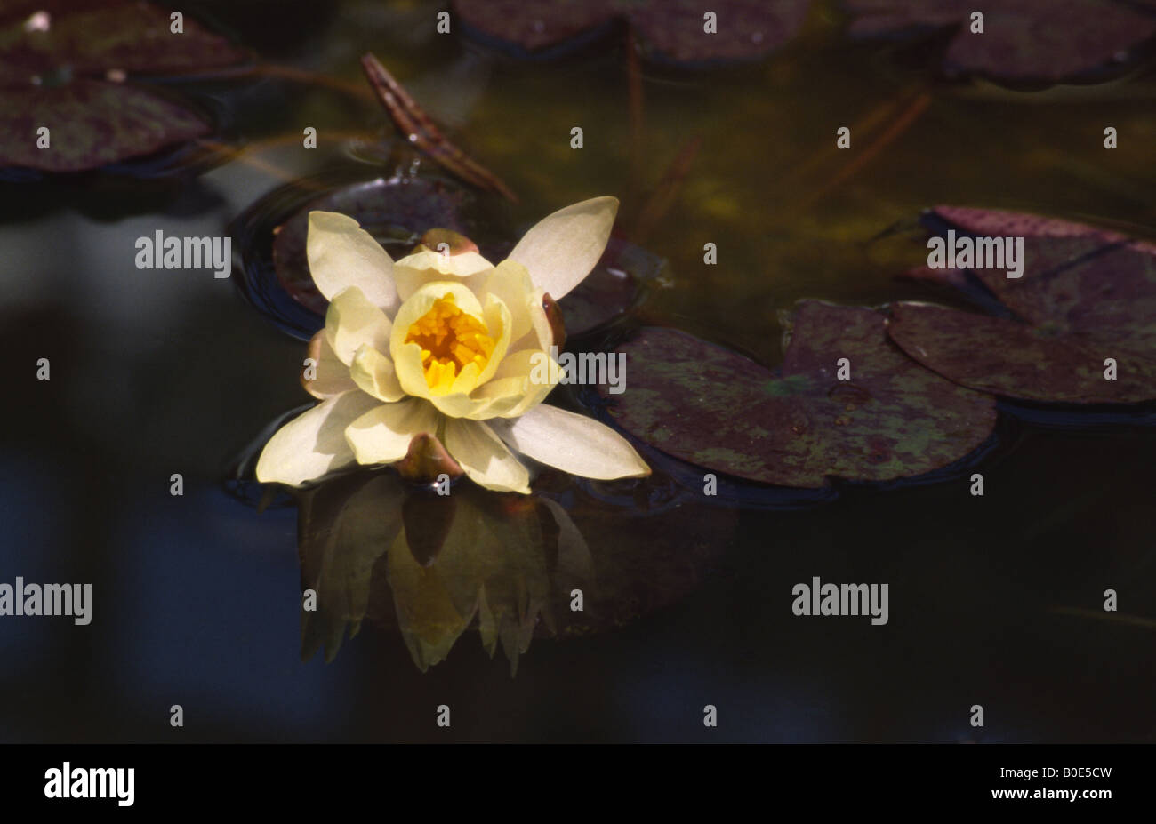 White yellow water lily hi-res stock photography and images - Alamy