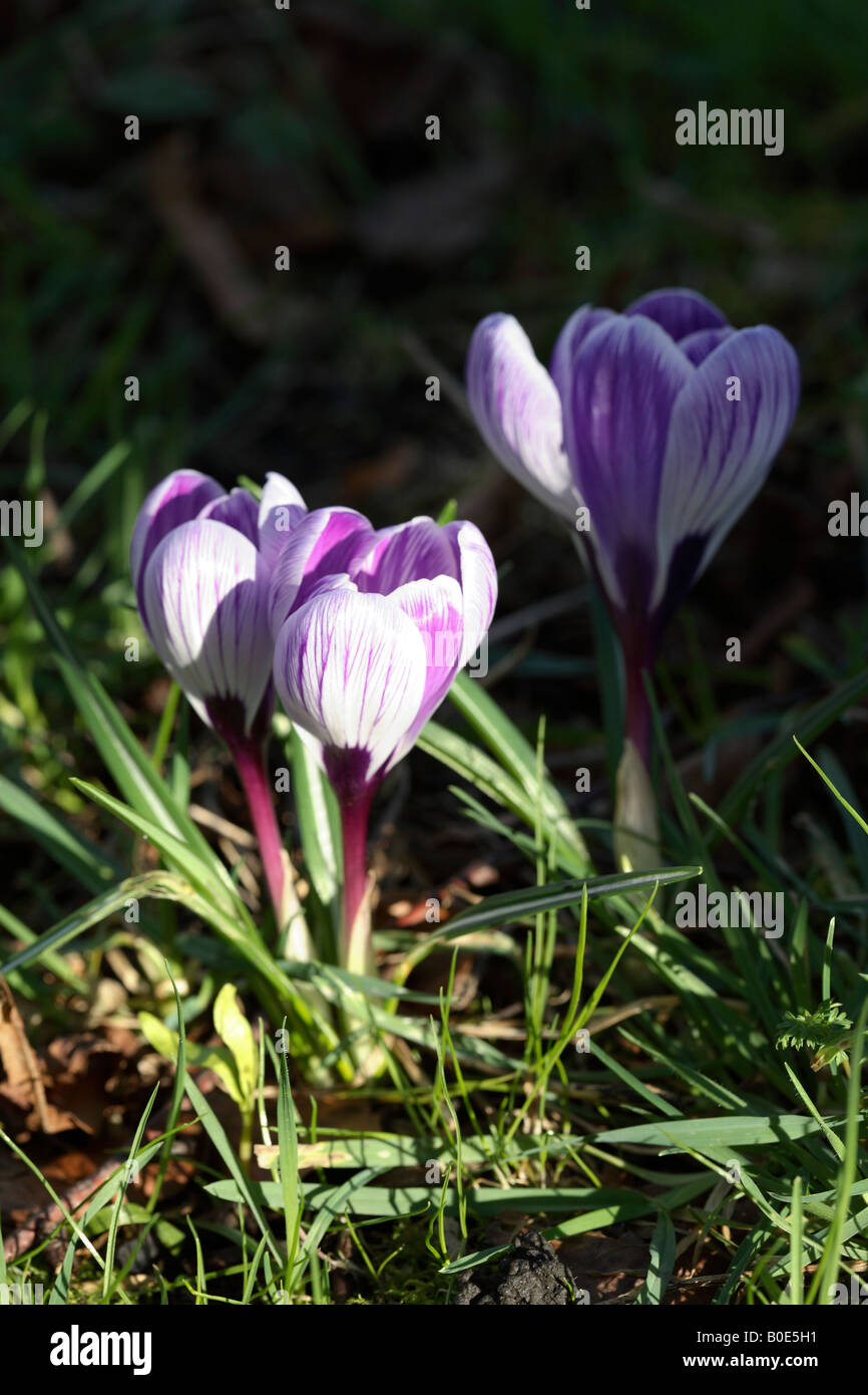 CROCUS AT DAWN Stock Photo - Alamy
