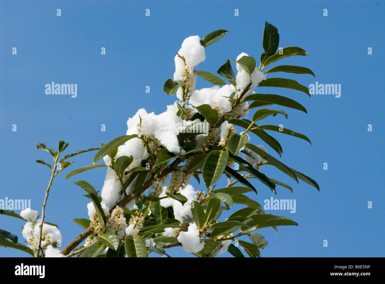 Laurel leaves hires stock photography and images  Alamy