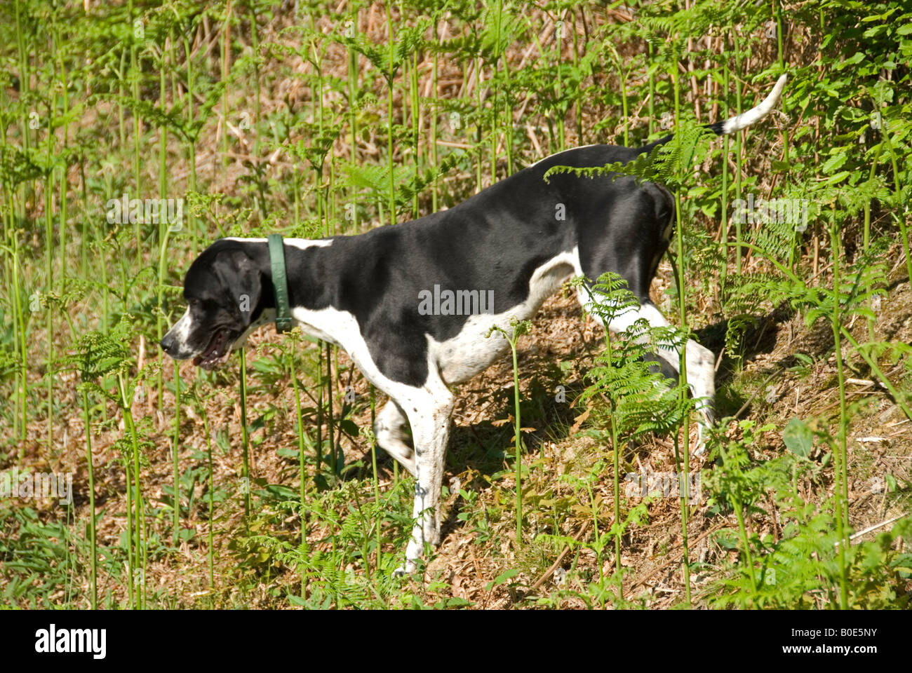 Stock photo of an English Pointer dog pointing Stock Photo - Alamy