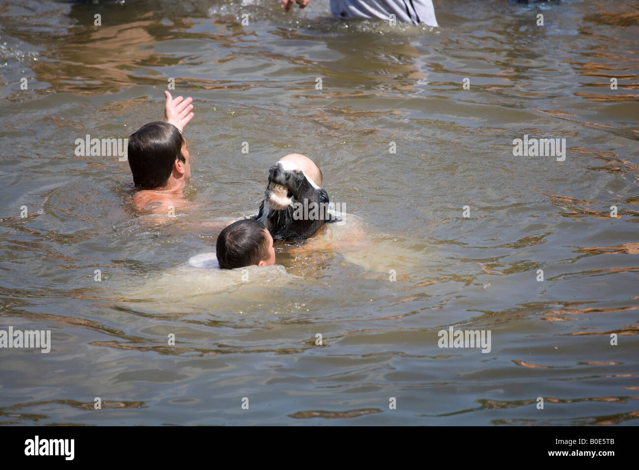 Horse Drowning Appleby Fair 2007 5 Stock Photo - Alamy