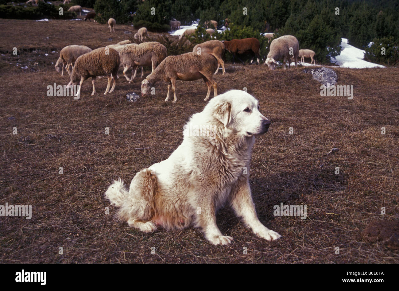Pyrenean Mountain Dog Protecting sheep Pyrenees France Stock