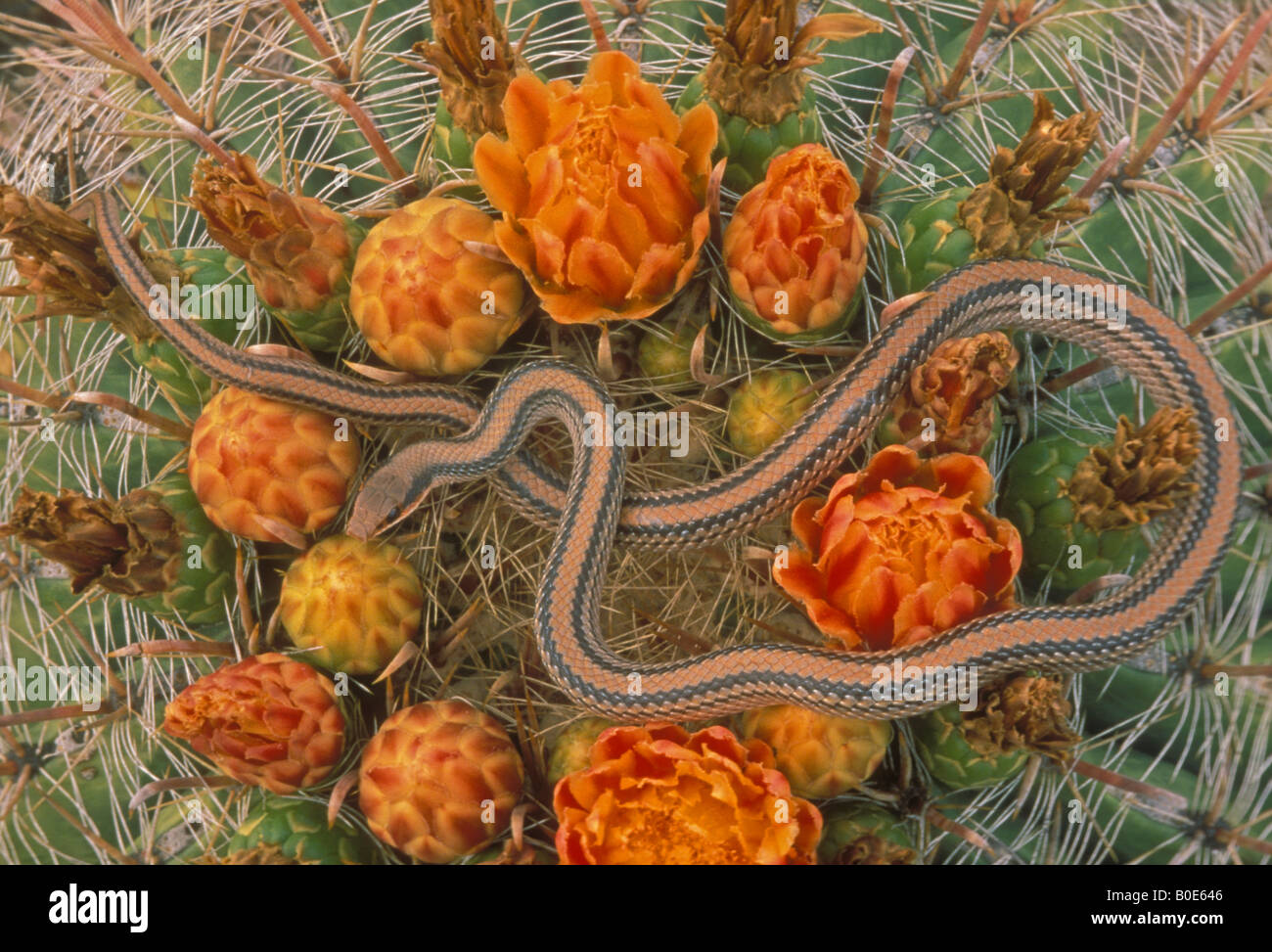 Nature serpentes serpents transparent vertebrate wildlife zoology hi