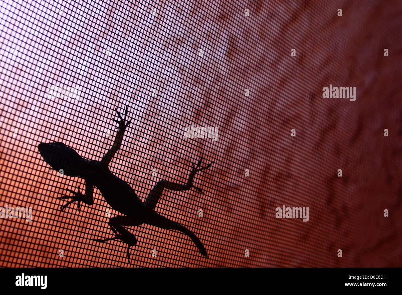 Silhouette of lizard on a screen Stock Photo